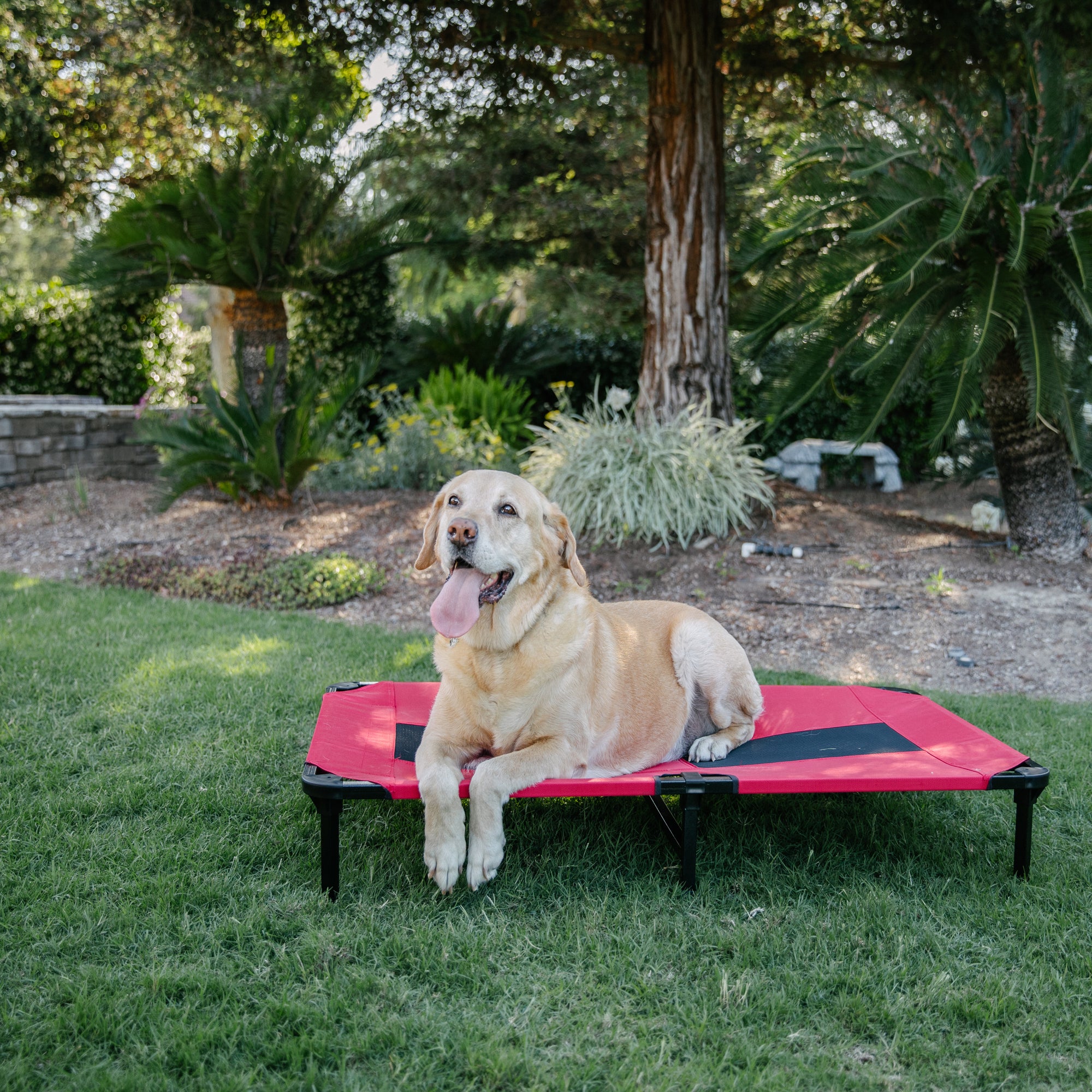 Lucky Dog Elevated Pet Bed, Red, X-Large, 48"L