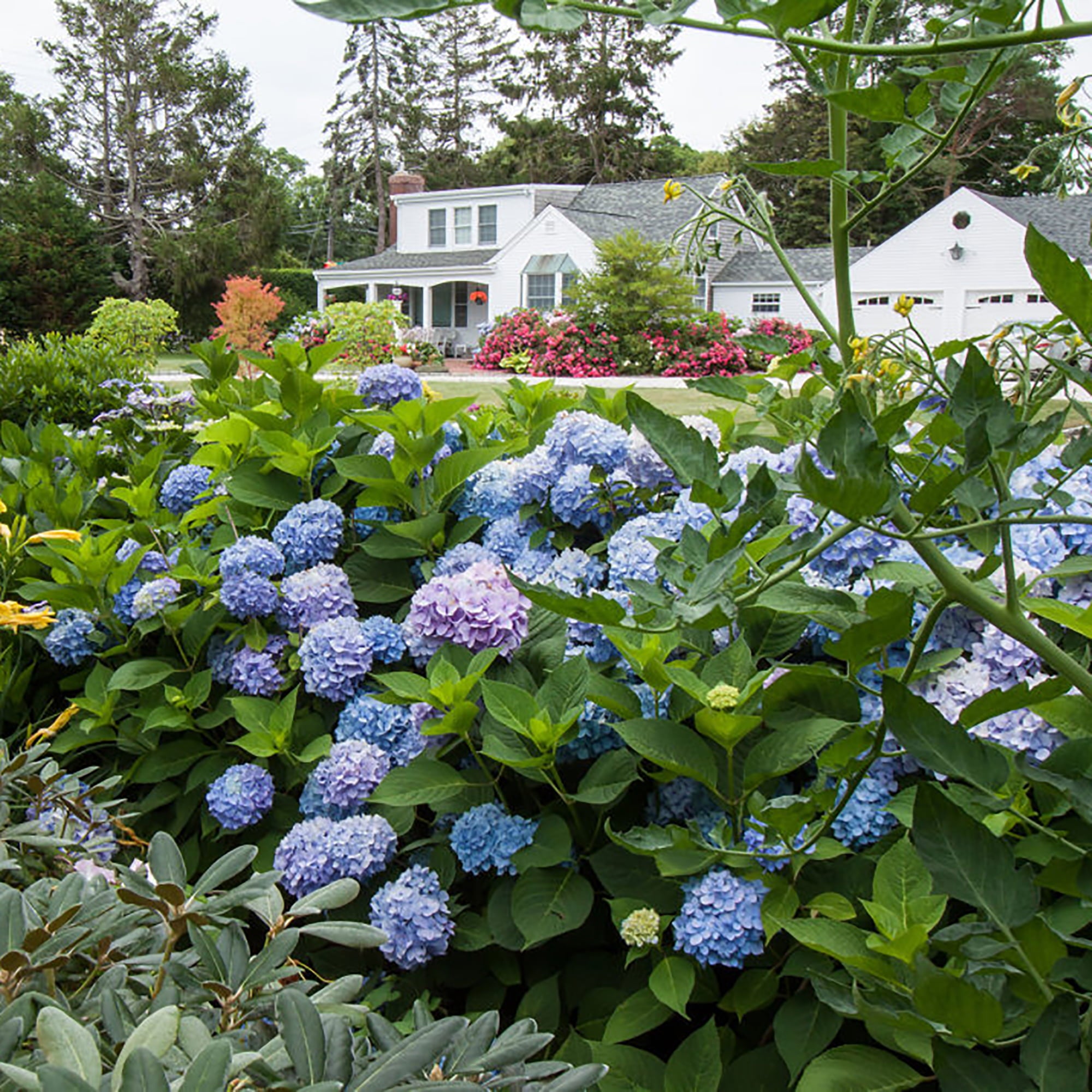 Endless Summer Hydrangea Original Shrub 5 Gallon