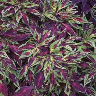 1 Qt. FlameThrower Chili Pepper Coleus Plant 74092