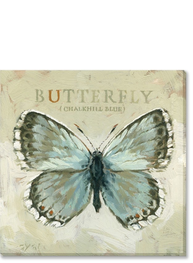 Sullivans Darren Gygi Chalkhill Blue Butterfly Canvas Museum Quality Giclee Print Gallery Wrapped Handcrafted In Usa