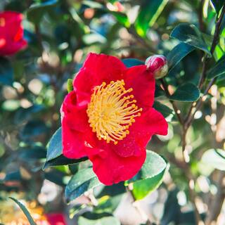 Perfect Plants 3 Gal. Yuletide Camellia Flowering Shrub - Beautiful Red Blooms (2-Pack) THD00438