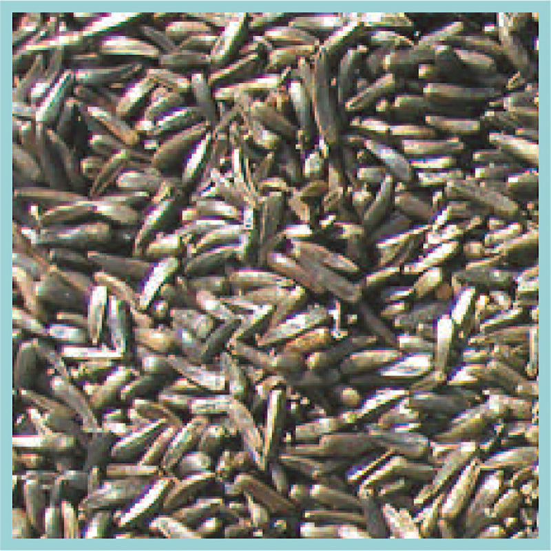 NIGER BIRD SEED10#