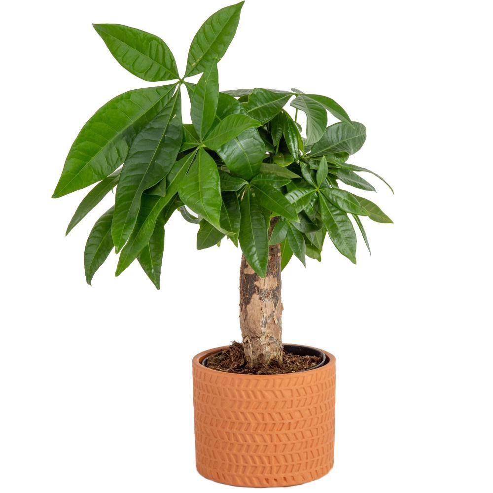 Costa Farms Pachira Money Tree Indoor Plant in 4 in. Premium Ceramic Pot Avg. Shipping Height 10 in. Tall CO.PAC5.3.SCH