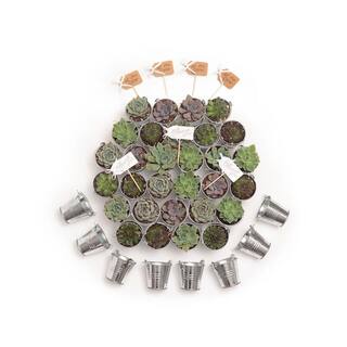 The Succulent Source 2 in. Wedding Event Rosette Succulents Plant with Tin Metal Pails and Let Love Grow Tags (100-Pack) 2-R-T-LLG-100