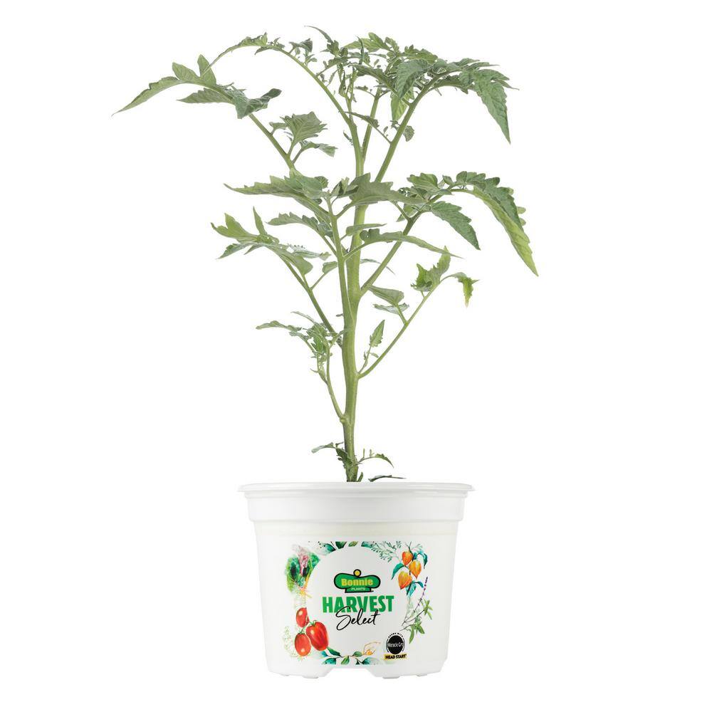 BONNIE PLANTS HARVEST SELECT 25 oz. Chocolate Sprinkles Tomato Plant 715339321220