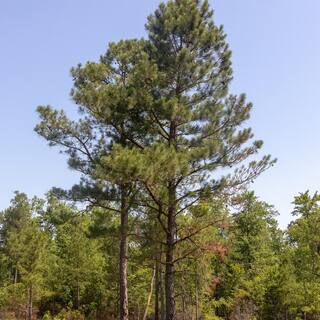 FLOWERWOOD 2.5 Gal - Longleaf Pine Evergreen Tree 47373FL
