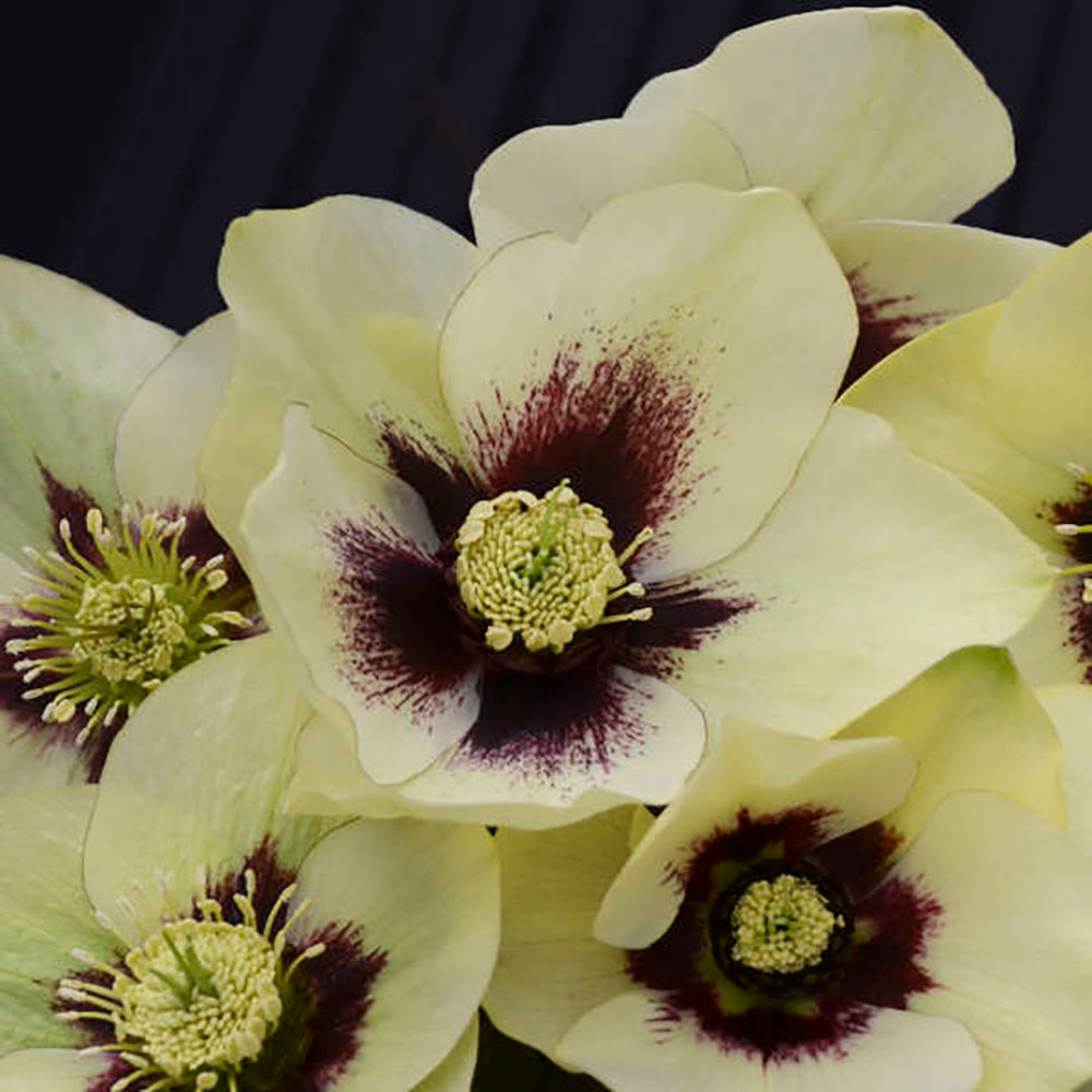 Honeymoon™ Spanish Flare Lenten/Christmas Rose - Helleborus - SHADE - Gallon Pot