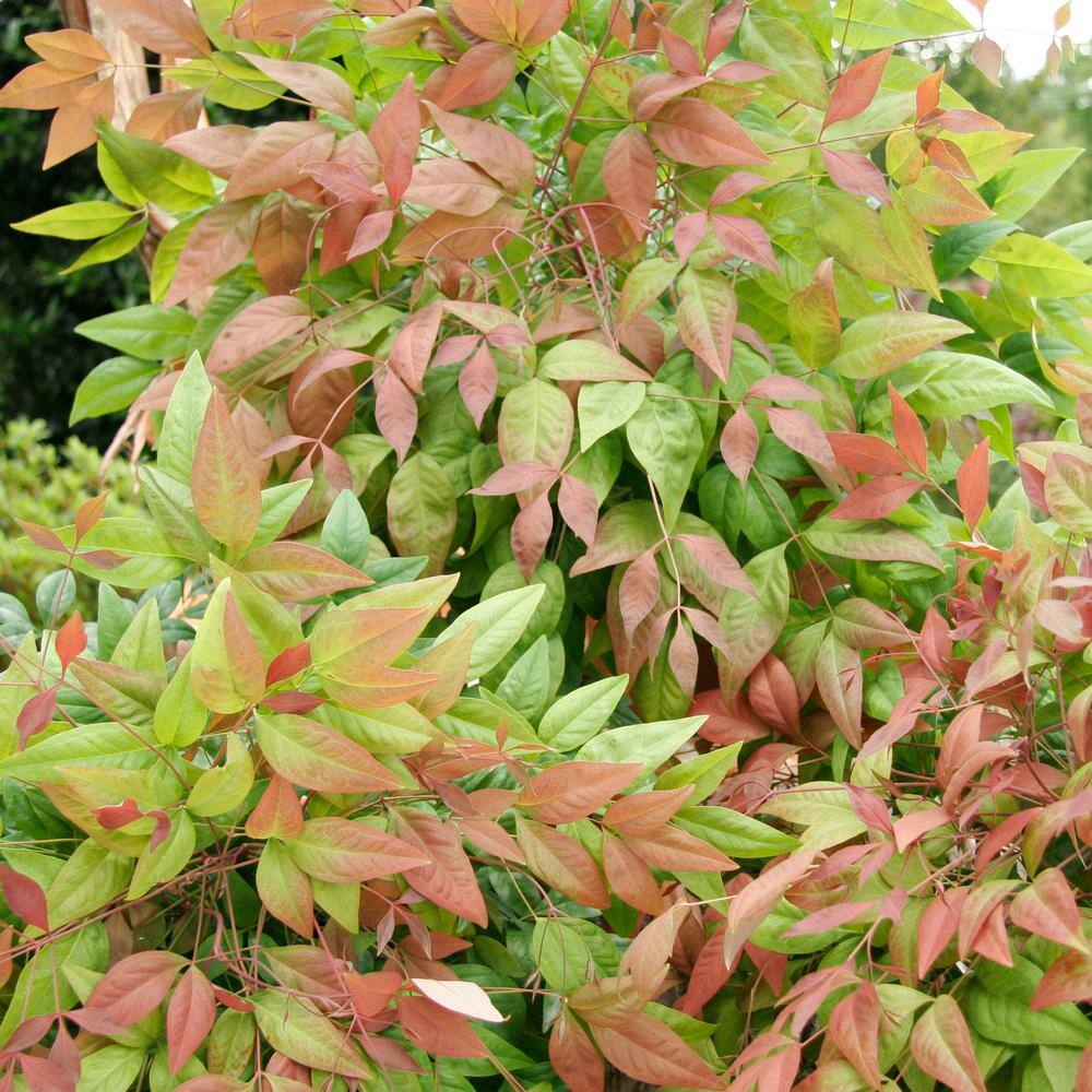 Southern Living 2 Gal. Nandina Blush Pink Shrub with Pink and Red Foliage 14394