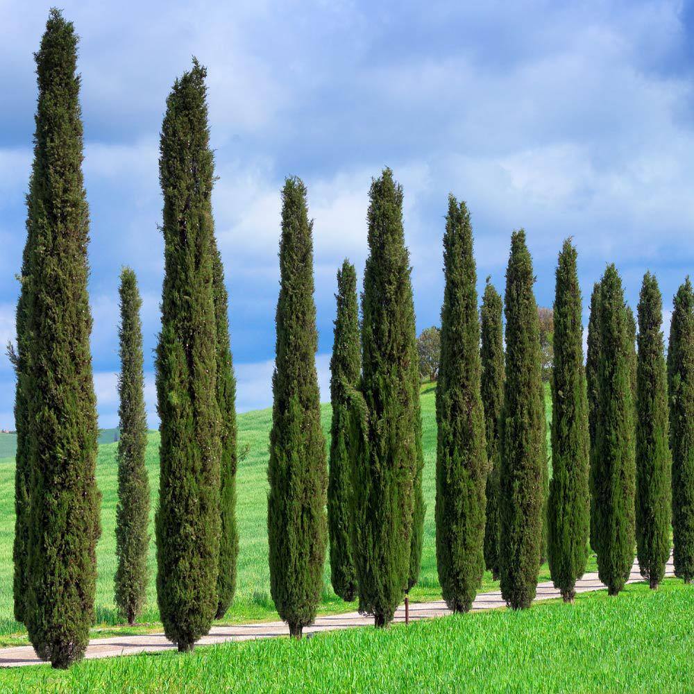 Brighter Blooms 4 ft. to 5 ft. Tall 5 Gal. Italian Cypress Evergreen Tree CYP-ITA-45-5