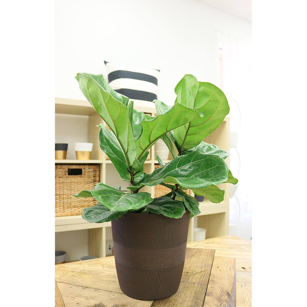 Costa Farms Ficus Lyrata Fiddle Leaf Bush Indoor Floor Plant in 9.25 in. White Cylinder Pot and Stand Avg. Shipping Height 3-4 ft. CO.FL10.3.CYL