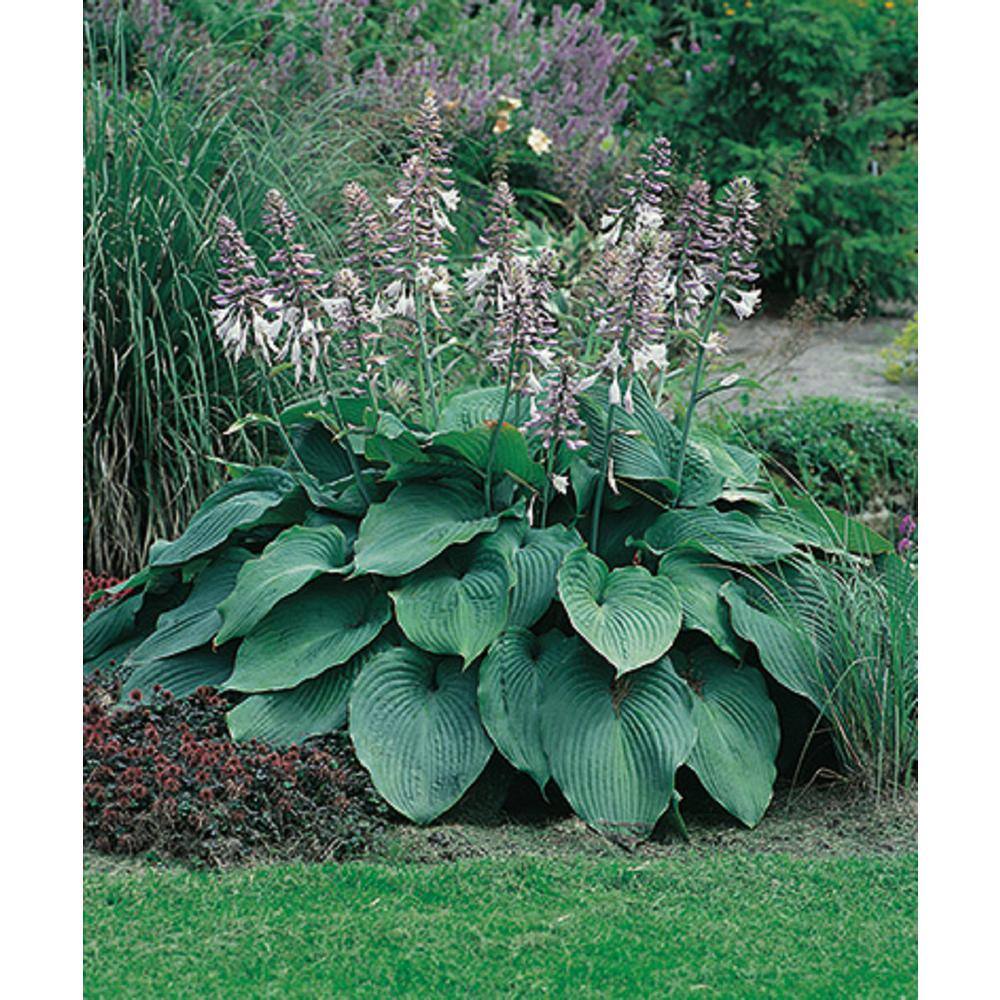 BELL NURSERY 2 Gal. Hosta Green Live Perennial Plant (1-Pack) HOSTA2GRE1PK