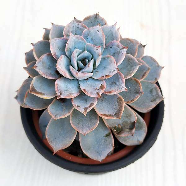 Baby Echeveria, Echeveria derenbergii - Succulent Plant