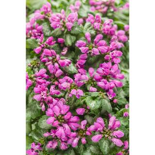 PROVEN WINNERS Purple Chablis Dead Nettle (Lamium) Live Plant Purple Flowers and Silver-Green Foliage 0.65 Gal. HEUPWP2097103