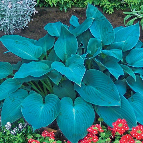 Canadian Blue Hosta Dormant Bare Root Starter Perennial Plant (1-Pack)