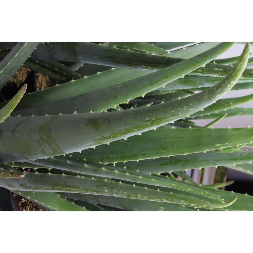 SMART PLANET 3.5 in. Aloe Vera Plant (3-Pack) 0881031