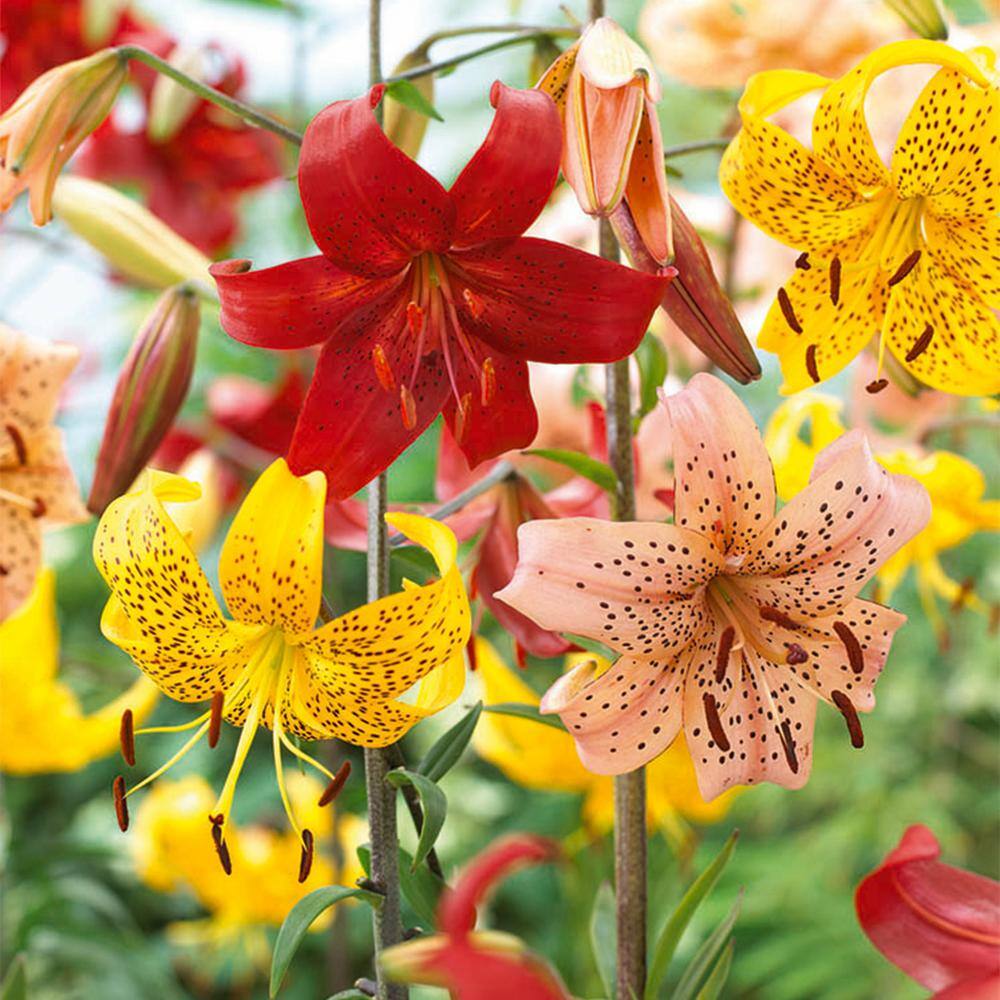 Garden State Bulb 14 cm16 cm Twinkle Tiger Lily Mixed Flower Bulbs (Bag of 10) ECS-56-10-01