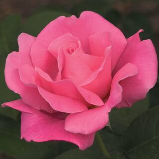 Spring Hill Nurseries Perfume Delight Hybrid Tea Rose Dormant Bare Root Plant with Pink Color Flowers (1-Pack) 86306