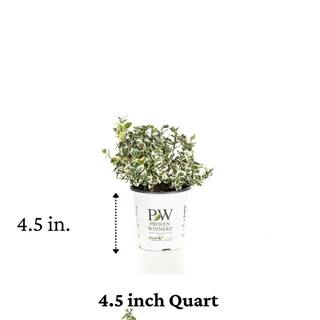 PROVEN WINNERS 4.5 in. qt. White Album Wintercreeper (Euonymus) Live Shrub Green and White Foliage EUOPRC1037800