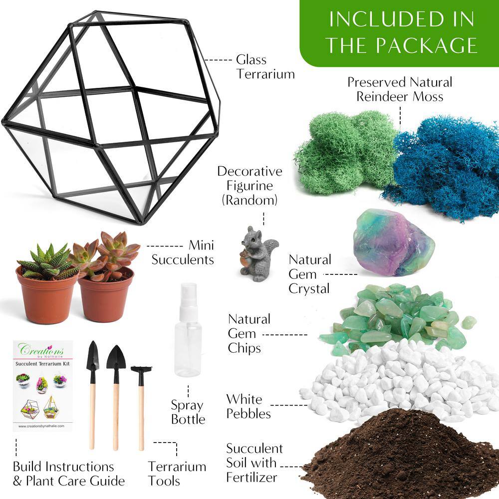 Creations by Nathalie Black Geometric Glass Terrarium Kit with Live Succulent BLK-GEOOG-WSUC