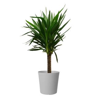 Costa Farms Yucca Cane Indoor Plant in 8.75 Gray Décor Pot Avg. Shipping Height 2-3 ft. Tall 10YUCTAUPEMOD