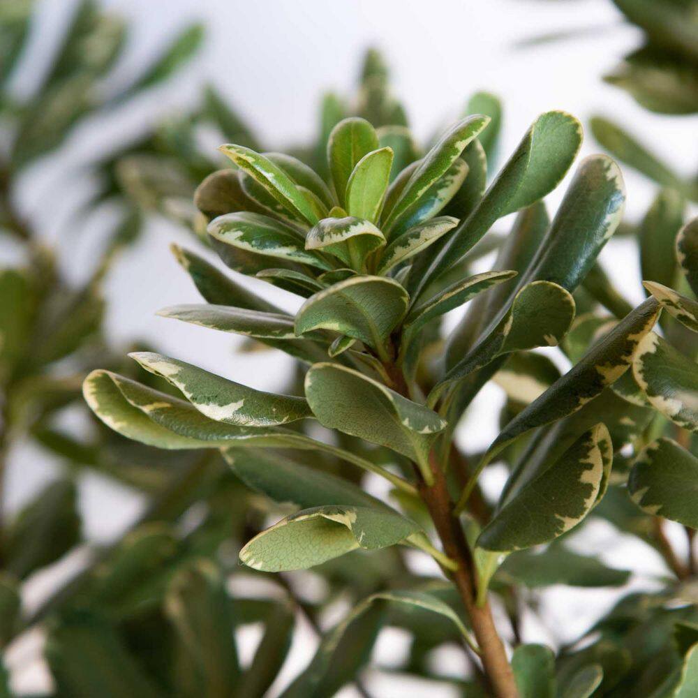 FLOWERWOOD 2.5 Qt. Variegated Pittosporum Live Evergreen Shrub Green and White Variegated Foliage 4787Q
