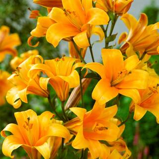 VAN ZYVERDEN Lilies Premium OT Hybrid Orange Planet (Set of 5 Mammoth Bulbs) 83694