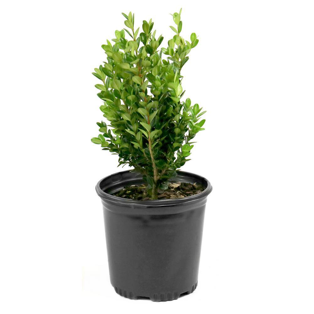 national PLANT NETWORK 2.5 qt. Boxwood Wintergreen Shrub HD1073