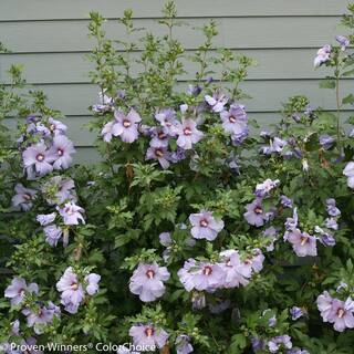 PROVEN WINNERS 1 Gal. Azurri Blue Satin Rose of Sharon (Hibiscus) Live Shrub Blue Flowers HIBPRC1046101