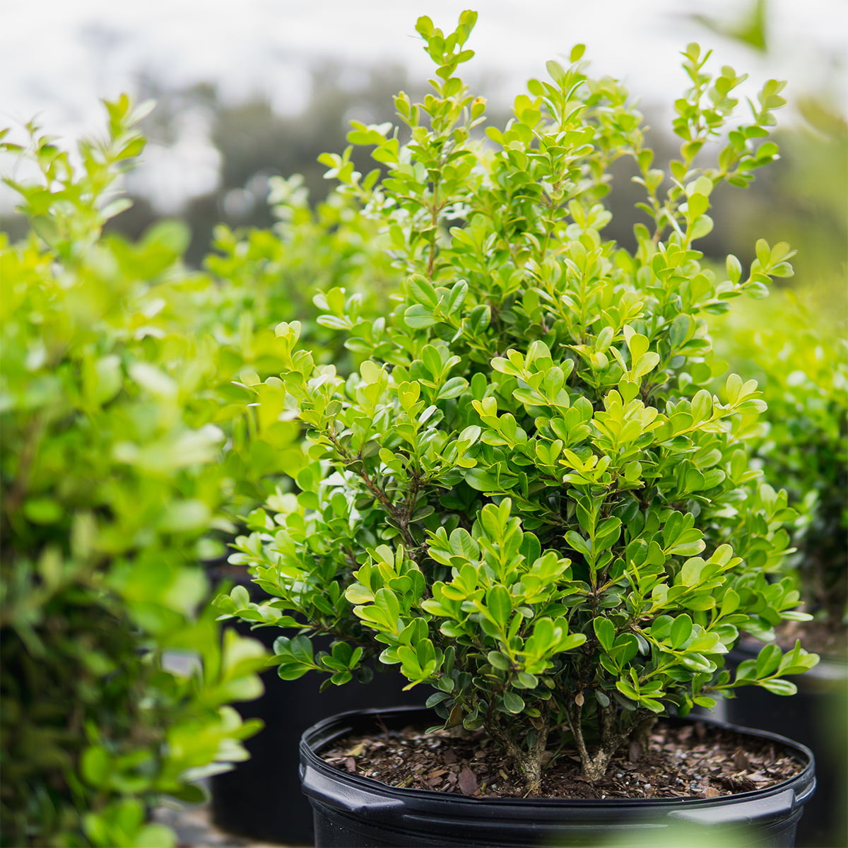 3 Gal. Japanese Boxwood - Hardy Evergreen Hedge Plant