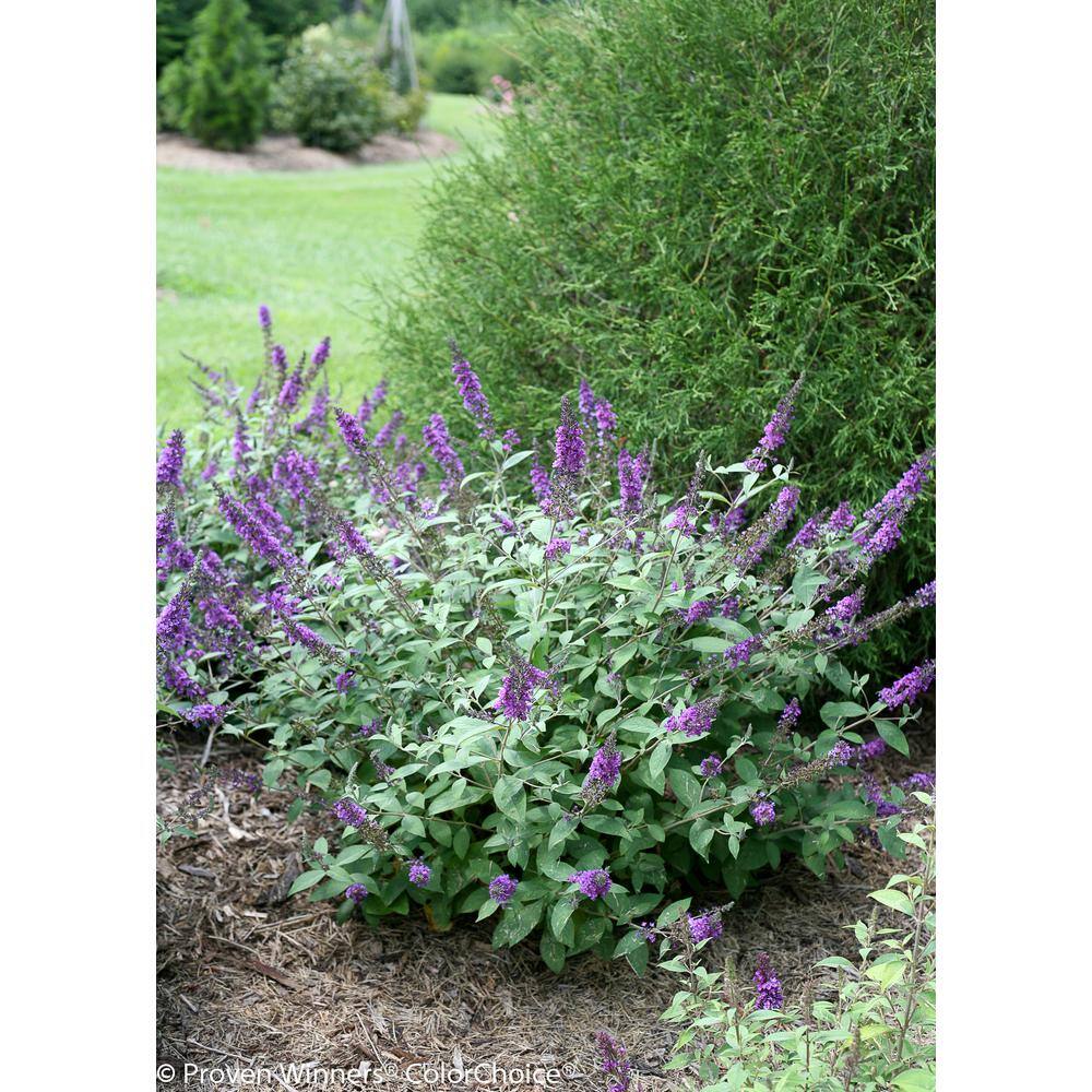 PROVEN WINNERS 4.5 in. Qt. Lo and behold 'Blue Chip Jr.' Butterfly Bush (Buddleia) Live Shrub Blue-Purple Flowers BUDPRC1177800