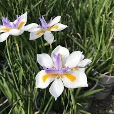 African Iris ( Yellow Flag )