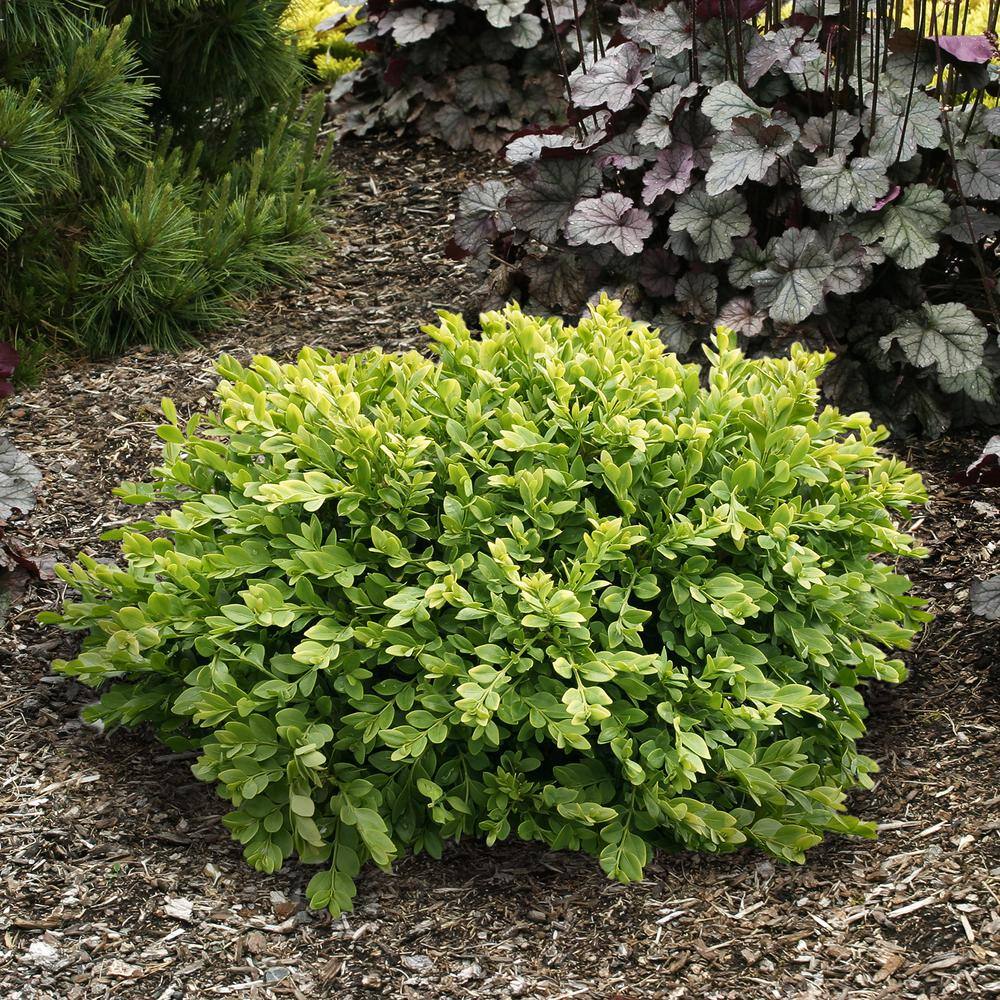 Spring Hill Nurseries Green Velvet Boxwood (Buxus) 2.50 qt. Live Broadleaf Evergreen Shrub Grown in a Pot (1-Pack) 67903