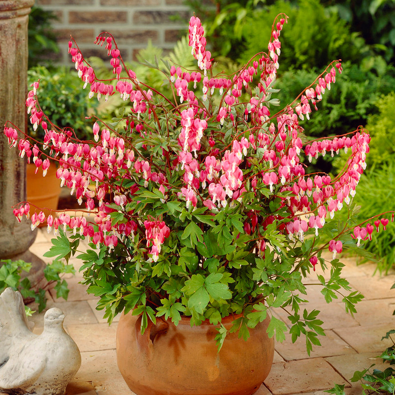 Van Zyverden Bleeding Hearts Set of 5 Plant Roots Pink Part Shade