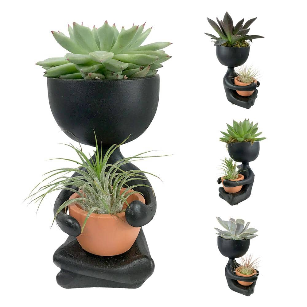 Wekiva Foliage Zen Harmony Planter - Live Plants in a Decorative Pot - Cactus Succulent Air Plant - A Symbol of Serenity and Beauty ZenHarmonyPlanter