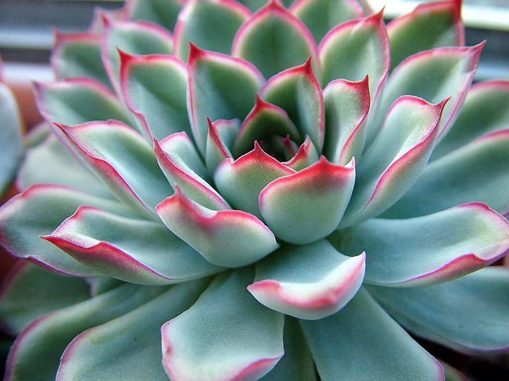 Red Tipped Desert Rose Succulent - Echeveria pulidonis - 2.5