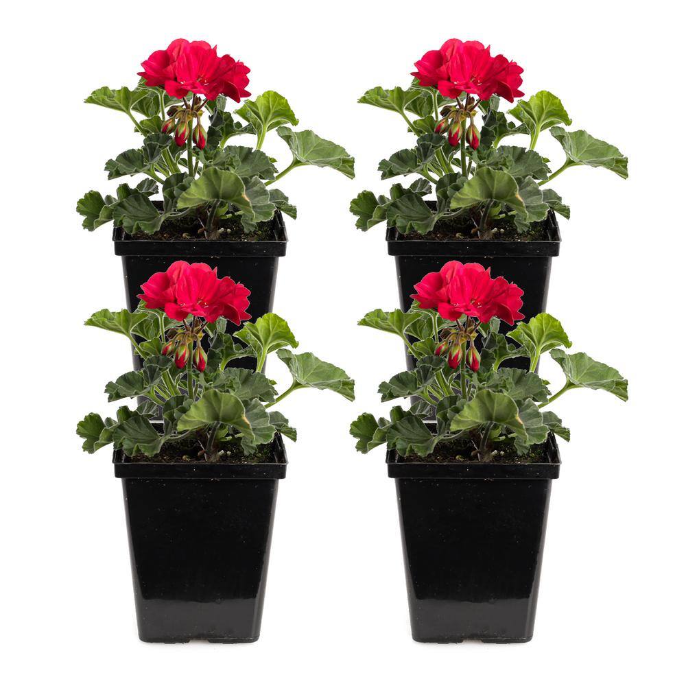 1 qt. Dark Red Preseto Geranium Plant (4-Pack) 748179052801