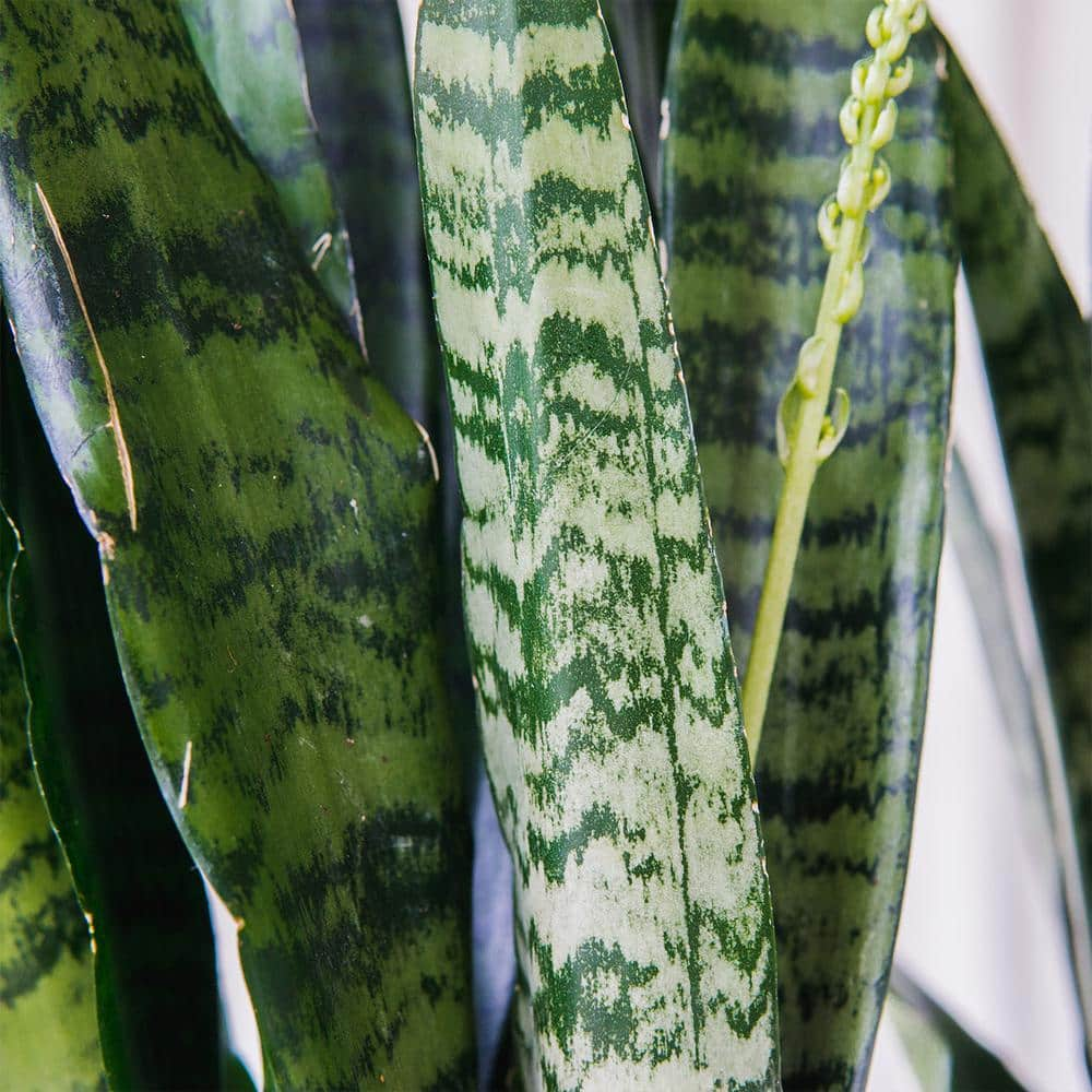 Perfect Plants Snake Plant Sansevieria Zeylanica Indoor Plant 10 in. Grower's Pot THD00433