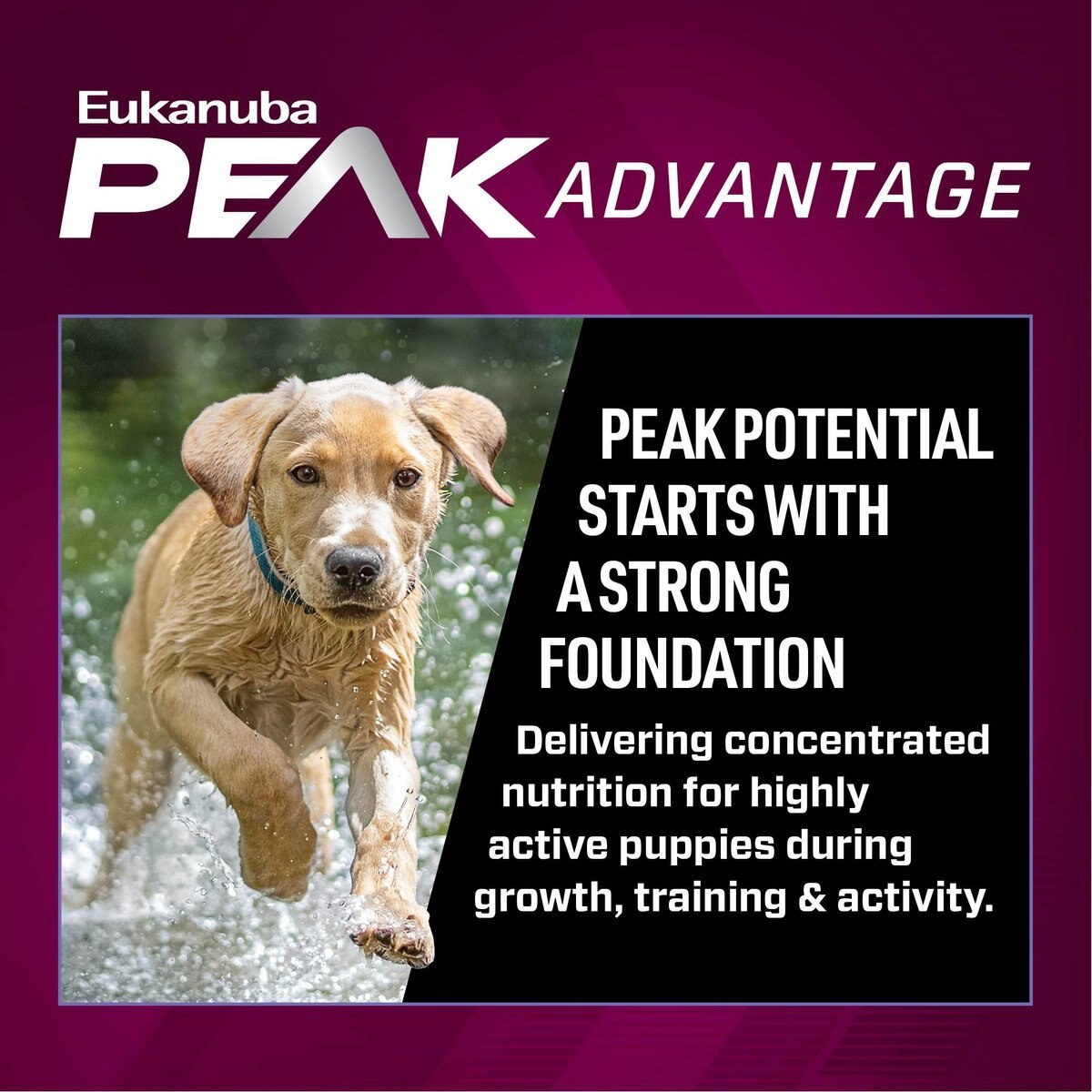 Eukanuba Premium Performance Pro Puppy Dry Dog Food