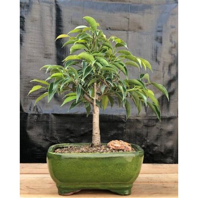 Bonsai Boy e2123 Ficus Benjamina Orientalis Ficus Tree - Medium