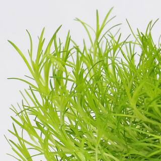 Vigoro 1 Pt. Accent Sagina Irish Moss Green Perennial Plant (6-Pack) 5124