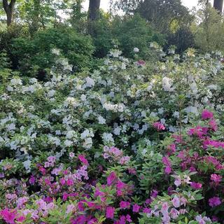 ENCORE AZALEA 1 Gal. Autumn Lily Shrub with Brilliant White and Purple Streaking Reblooming Flowers 80441