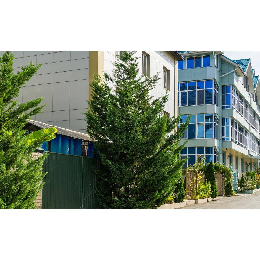 BELL NURSERY 3 Gal. Leyland Cypress (Cupressus Leylandii) Live Evergreen Tree Lush Green Foliage CYPRS3LEY1PK