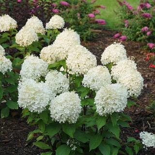 PROVEN WINNERS 1 Gal. Puffer Fish Panicle Hydrangea (Paniculata) Live Plant Shrub White to Pink Flowers HYDPRC1226101