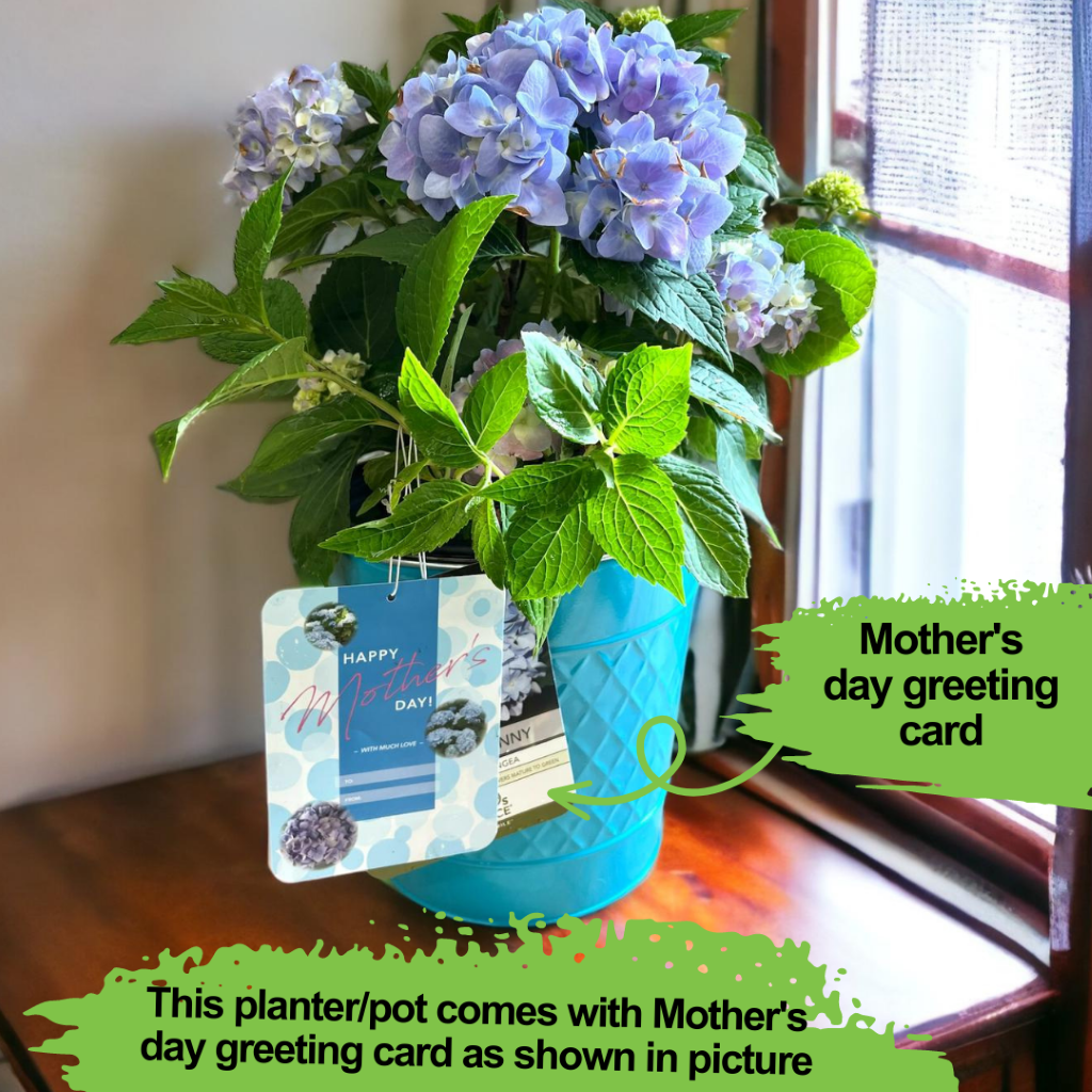 Mini Penny Hydrangea with beautiful pot