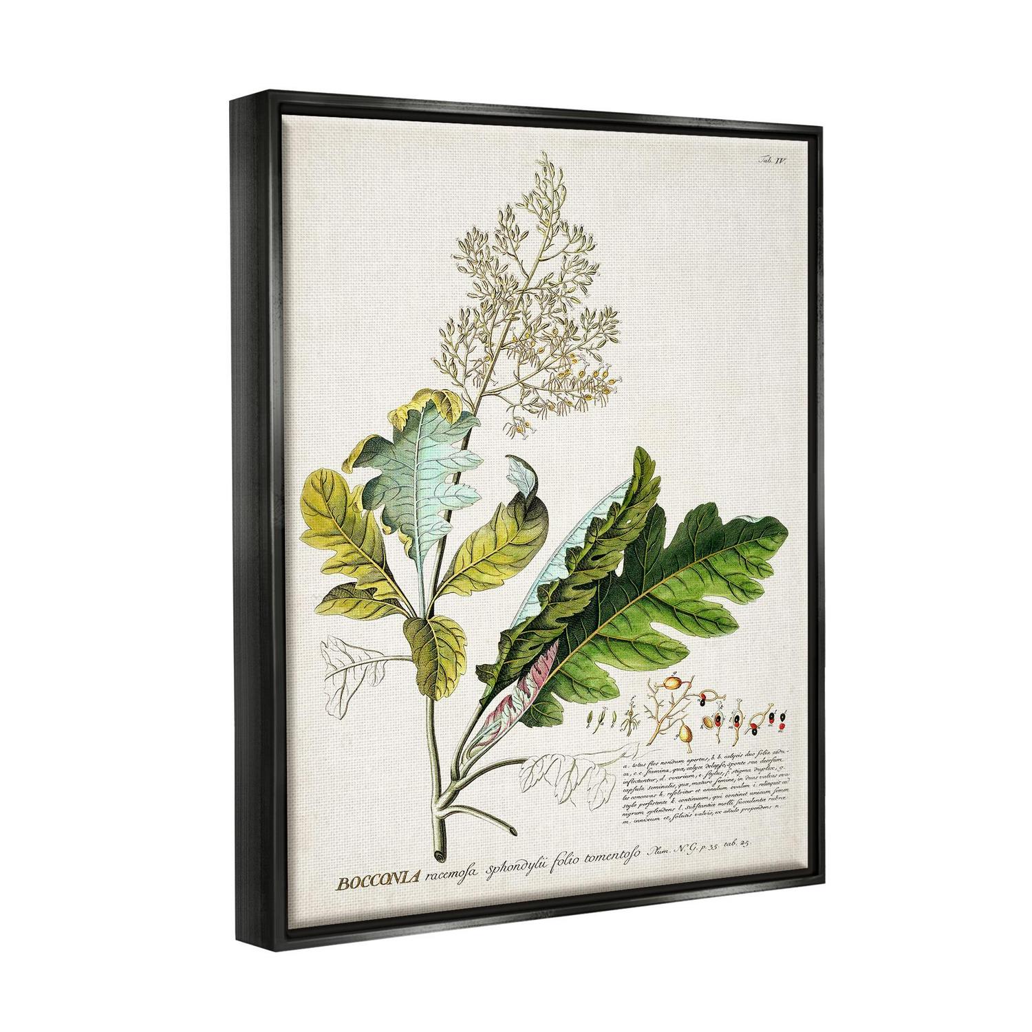 Stupell Industries Botanical Plant Illustration Leaves Vintage Design Jet Black Framed Floating Canvas Wall Art 1621520 by World Art Group  Crowdfused