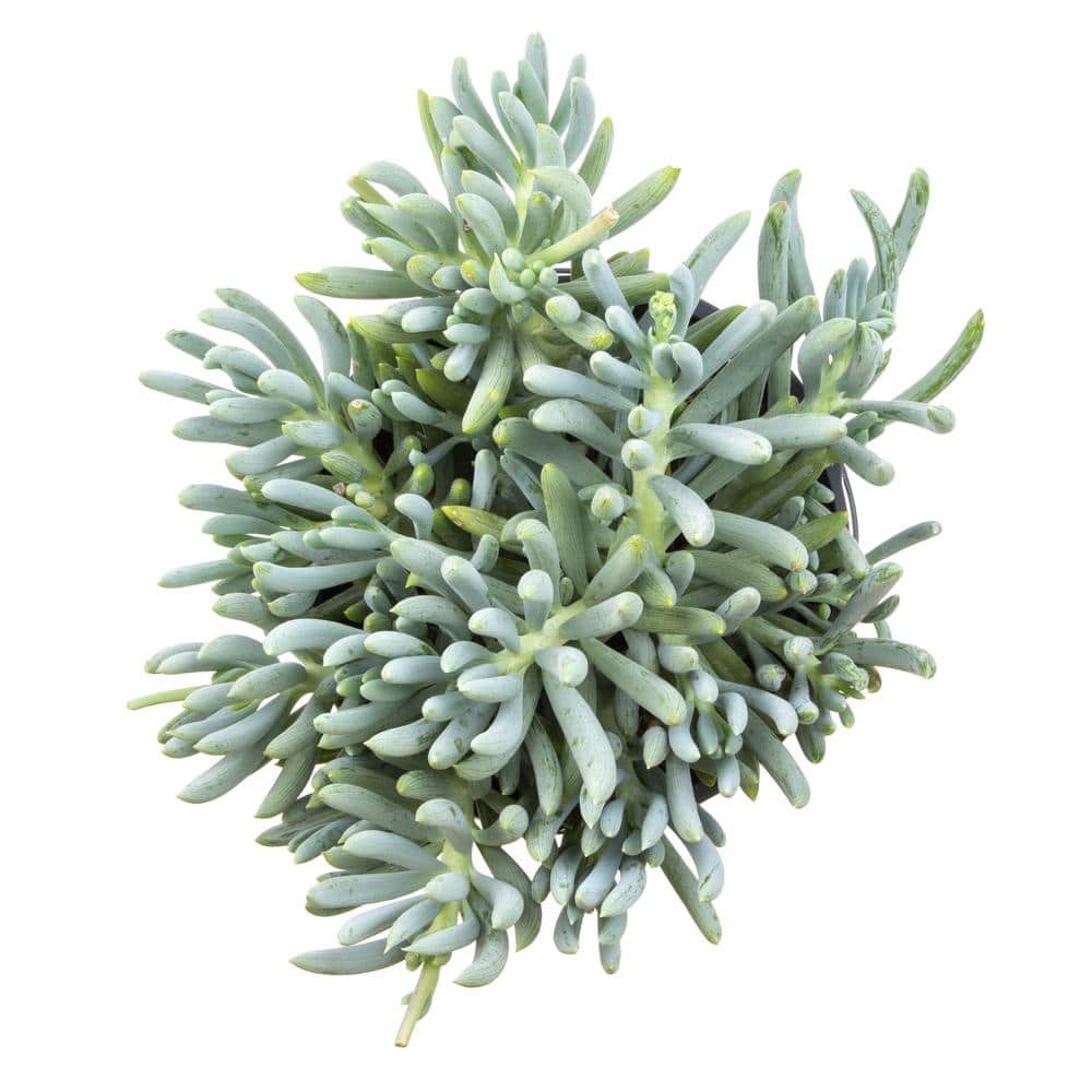 ALTMAN PLANTS 1 Gal. Senecio Mandraliscae Blue Chalk Sticks in Grow Pot Single 0880119