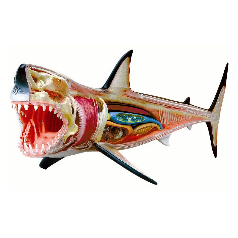 4D Vision Shark Model by 4D Master