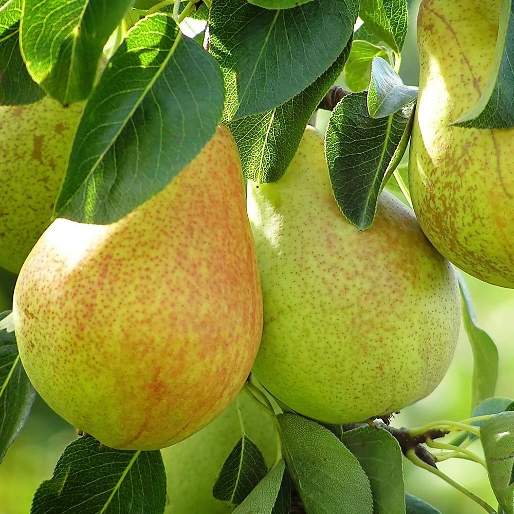 5 Gal. Baldwin Pear Tree PEABAL05G