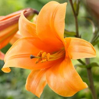 VAN ZYVERDEN Lilies Premium OT Hybrid Orange Planet (Set of 5 Mammoth Bulbs) 83694