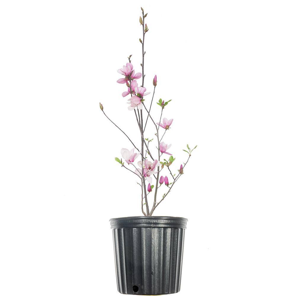Perfect Plants 1 Gal. Jane Japanese Magnolia Tree in Grower's Pot THD00561